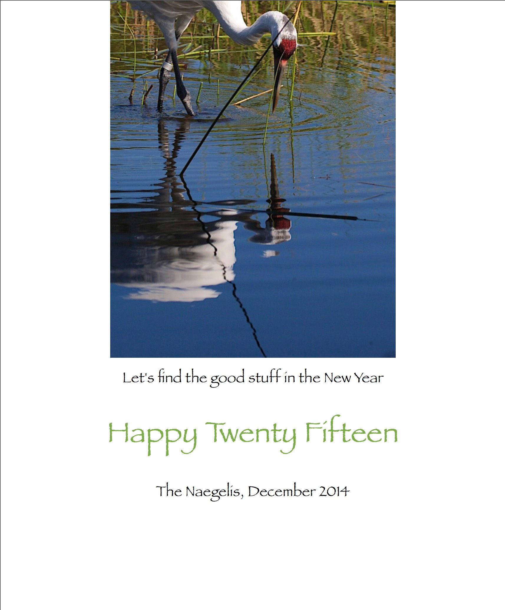 Crane wading through reflecting wetland pool in search of pray