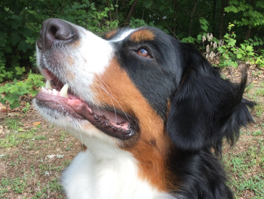 Color photograph of the head of a young Bernese Mountain dog.