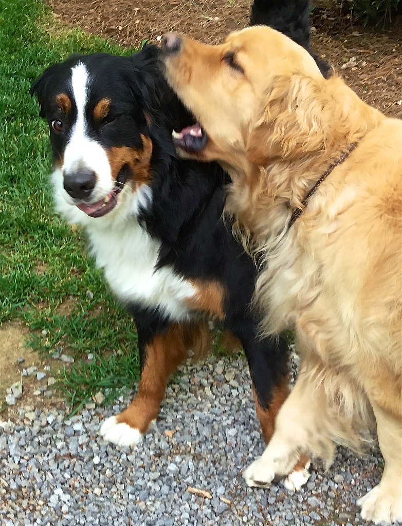 Color photograph of a Bernese mountain dog playing with a golden retriever. The dogs are standing at about an right angle to each other. The Golden has the Berner's left ear in his mouth, and it almost looks like they are holding hands, with his right front paw pressing against her left front paw and seemingly pulling it toward him. She seems to be blinking with her left eye and with her slightly open mouth and strangely tilted lower lip and tip of the tongue it almost looks like she's grinning.