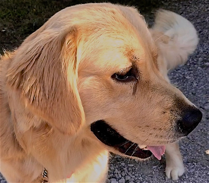 Color portrait of a young golden retriever whose coat looks like pure gold in a sunspot above his closed right eye and the edge of his ear. The pink tip of his tongue and the lower right canine tooth contrast beautifully against the pitch black nose and edge of his mouth.