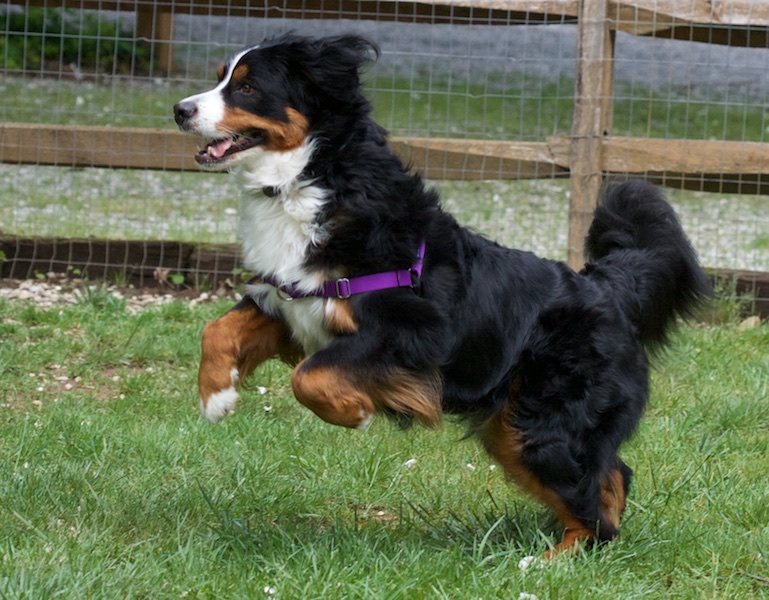 Color photograph of a Bernese Mountain dog with a very shiny, black, black long-hair coat. She has well developed markings typical for the breed: chestnut on her legs, cheek and two spots over the eyes; white on her chest, nose, a narrow stripe up her forehead, and on the paws. The shot is from the side as she is launching up and forward with her hind legs still on the ground, the bushy tail waiving right and the front paws just starting to straighten out.