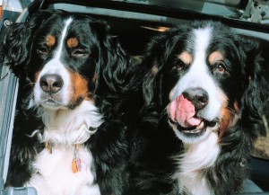 Color photograph of two Bernese mountain dogs looking out from the back hatch of a car.