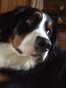 Color photograph of the head and neck of a Bernese mountain dog puppy.