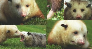 Mosaic of color photographs depicting protagonists from the short film "American Marsupial" by Mignon & Wolf Naegeli.
