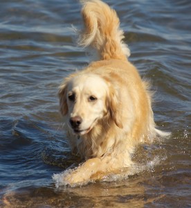 Color photograph of a golden retriever splashing through the water on the shore of Lake Superior.