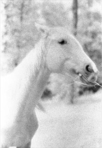 Black & white infrared photograph of the head and neck of a free-roaming horse.