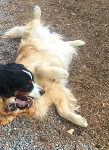 Color photograph of a Bernese mountain dog playing with a golden retriever. The Golden is lying on his right side, but with his left legs turned up and the hind one far to the left. The Berner appears to be lying on her chest and is resting her head on the left side of the Golden's neck. He has his mouth open and we see his tongue arching upward and all but the very tip of the tongue almost rolled backward in the mouth.