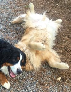 Color photograph of a Bernese mountain dog playing with a golden retriever. The Golden is lying on his back with all his paws in the air. The Berner is lying on her left side and is resting her neck and head on the Golden's head that we can't see. With her slightly open mouth, she seems to be smiling.