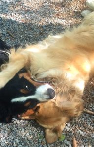 Close-up color photograph of a Bernese mountain dog playing with a golden retriever. Both dogs are lying on the ground with the heads facing each other. The Golden has the left side of his head lying on the ground and his left ear is spread out on the gravel. The Berner has the right side of her head lying on the left side of the Golden's head. Their right eyes are closed an only about one inch in front of each other. The Berner has her left eye open and the Golden has his right front leg resting on her left ear.