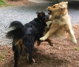 Spectacular, motion-blurred action color photograph of a Bernese mountain dog playing with a golden retriever. We are looking at the back and right side of the Berner whose front legs are off the ground and whose right ear is flung up. Her head is touching the right side of the Golden, who is completely airborne and who we have in frontal view. His front legs are spread out widely and his head is turned right toward the Berner. In this profile view of the head, the right ear is flung back and we can look right through his open mouth. Plenty of fluffed up long hair on both dogs.