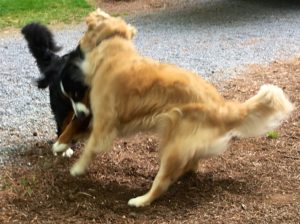 Motion-blurred action color photograph of a Bernese mountain dog playing with a golden retriever. They are facing each other and it looks like they have slammed into each other; both have their front paws above ground. Both also have their tails curved in motion. We are looking diagonally from the back at the left side of the Golden. Visible of the Berner, is only the left side of her head that is bent down and to her right, her ears and right front leg that are flung out into the air, her right hind leg and tail.