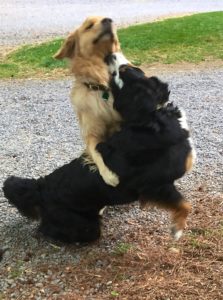 Color photograph of a Bernese mountain dog playing with a golden retriever. Both dogs are about to get up on their hind legs. The Golden has his right paw reaching over the perpendicular back of the Berner and his head stretched up heigh. The Berner is bending backward, pressing her left cheek against his right shoulder and her nose against his throat and left jaw.