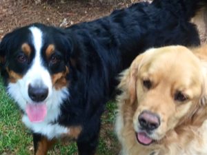 Close up color photograph of the heads of a Bernese mountain dog and golden retriever standing next to each other. Clearly visible is the Berner's distinctive facial pattern, black nose, white muzzle, tan cheeks, black upper part of the head with chestnut eyes, tan marks over each eye (which is the reason they sometimes are referred to as four-eyed dogs), and white center stripe that extends from the nose up between the eyes to the top of the skull. She also has a good part of her tongue stretched out. Both dogs have long hair. The Golden has a cute pink sheen to the top of his nose.