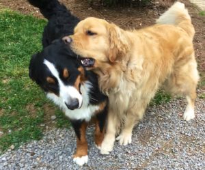 Color photograph of a Bernese mountain dog playing with a golden retriever. The dogs are standing with their shoulders leaning against each other. The Golden has the Berner's left ear in his mouth, and his right front paw is touching her left one.
