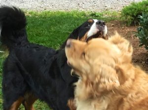 Color photograph of a Bernese mountain dog playing with a golden retriever. The bottom right quarter of the image shows the head of the Golden with substantial motion blur in front of the Berner's front and neck. Above the Golden's head, only the upper jaw, nose and right side of the Berner's head with her right eye are visible, and her teeth are hidden behind her flews. The left side of the image shows the Berner's black torso and the ascending part of her bushy tail.