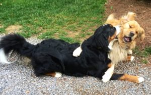 Color photograph of a Bernese mountain dog playing with a golden retriever. The Berner is lying on gravel, with her hind legs below her belly, her front legs stretched forward broadly and the back half of her bushy, white-tipped tail bowed to the right. The Golden is embracing her with this right front paw stretched all the way across her back and the left paw crossing over her right elbow. She has grabbed his mane and the right side of his neck and he just seems to be tipping over on his left side and right into her "arms."
