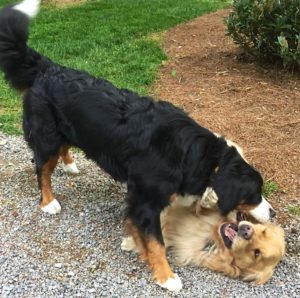 Color photograph of a Bernese mountain dog playing with a golden retriever. The golden is lying on his back and the standing Berner seems to be gently grabbing his neck or right ear. The golden has his right eye closed and is stretching his right paw up against the right side of the Berner's neck as trying to push her to the side. The tips of his lower canines and his pink tongue are visible at the bottom of his half-open mouth.