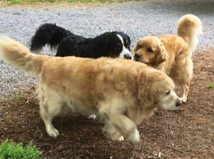 Color photograph of a Bernese mountain dog and a golden retriever standing at right angles to each other and sniffing each other's nose, while an older golden retriever walks by just in front of them.